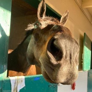 Meet your Posher, Skylar